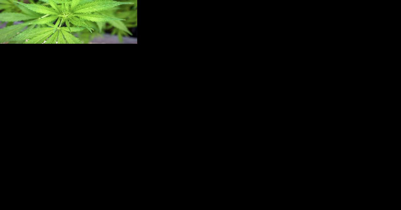 Minnesota's marijuana legalization: what's going to change for Wisconsin? | Local News - Vimarsana News