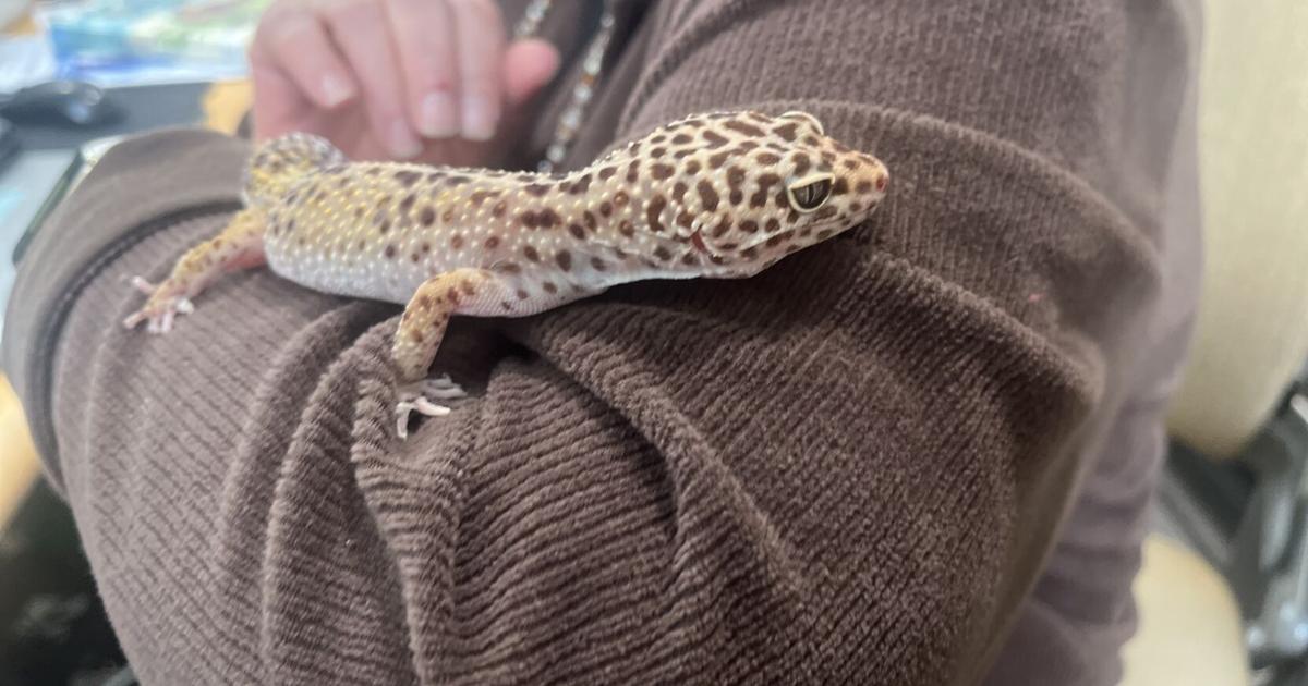 Library Leopard Hudson Library leopard gecko found after 3 months missing | Local News ...