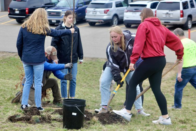 Team effort to dig tree holes