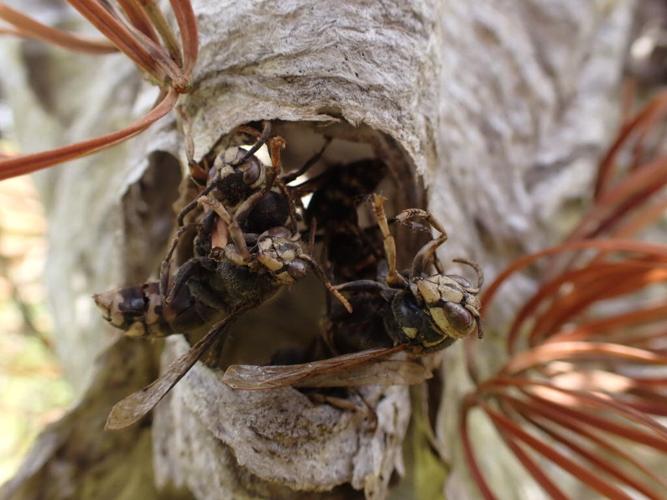 Bald-faced hornets