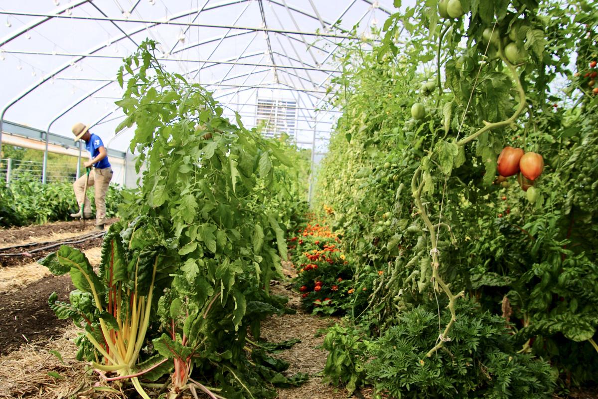 TrimBin by Harvest More Santa Rosa, CA  Hydroponic Grow Shops & Garden  Centers
