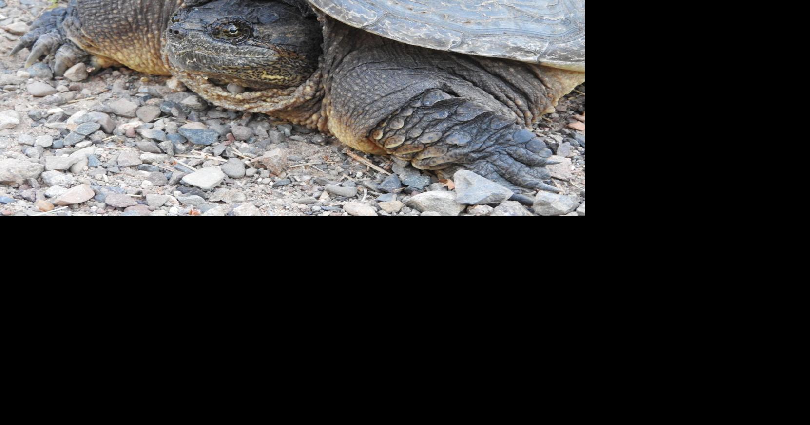 Natural Connections: When a snapping turtle comes out of its shell ...