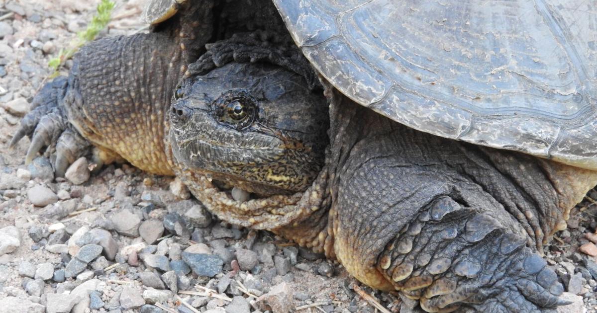 Natural Connections: When a snapping turtle comes out of its shell ...