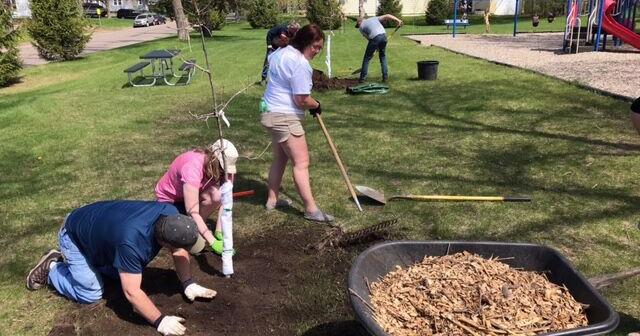 Hudson tries to replant and regrow after ash tree decimation | Local News - Vimarsana News