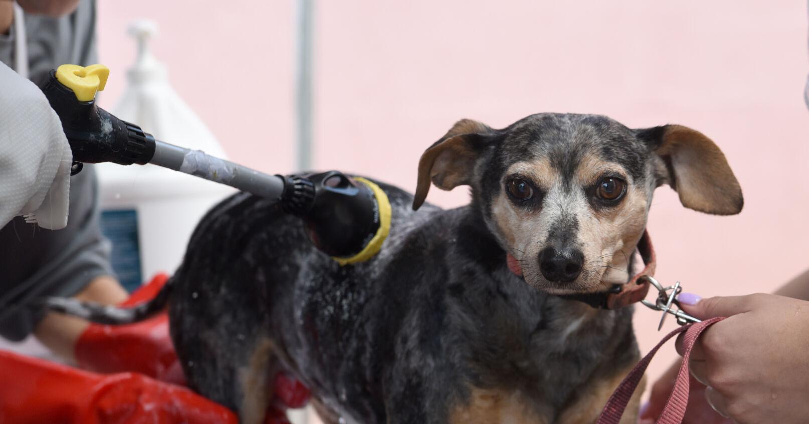 Weekend Planner: Ultimissimo's annual charity dog wash - Vimarsana News