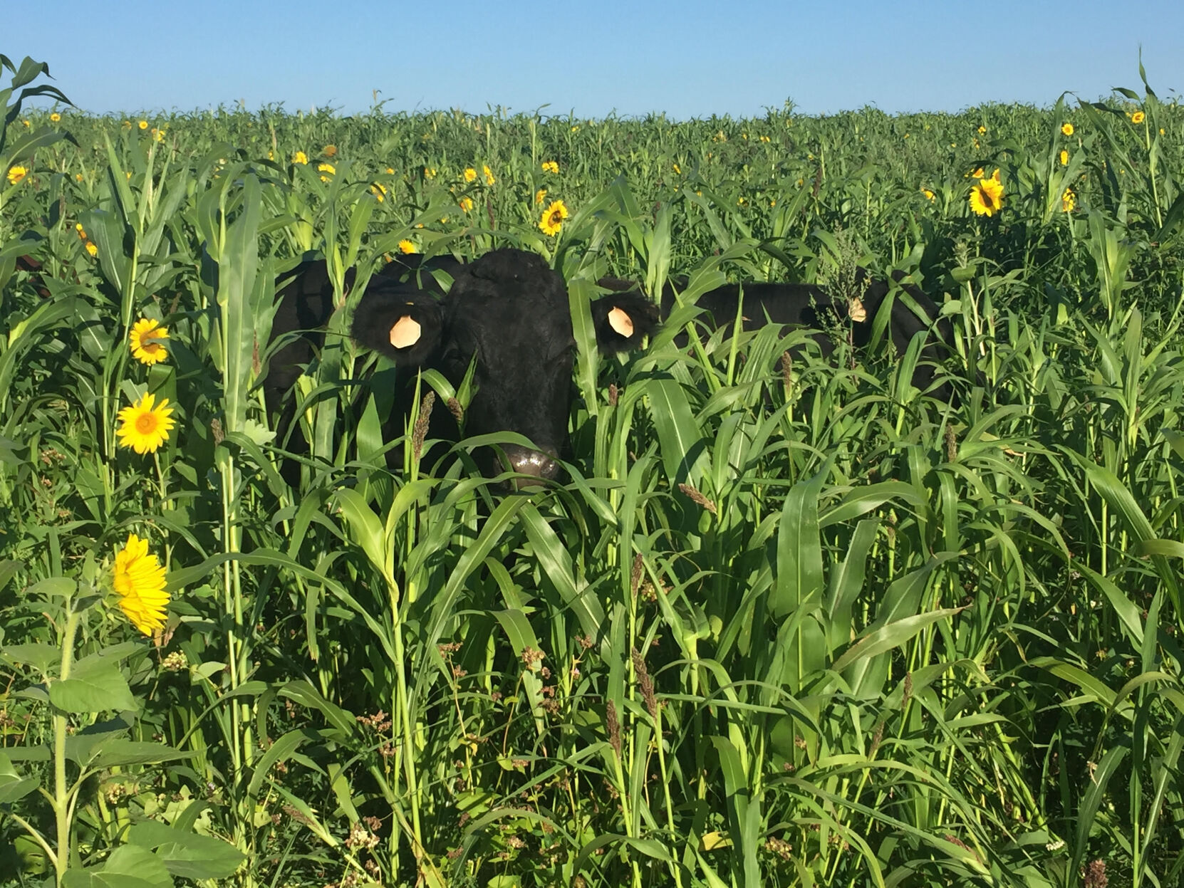 Working with Mother Nature: Crop diversity, rotational grazing improve production - Vimarsana News