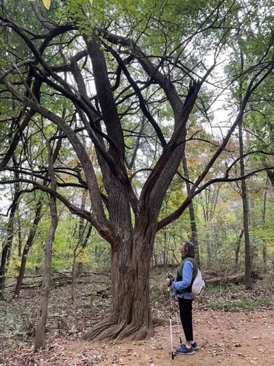 Arkansas tree