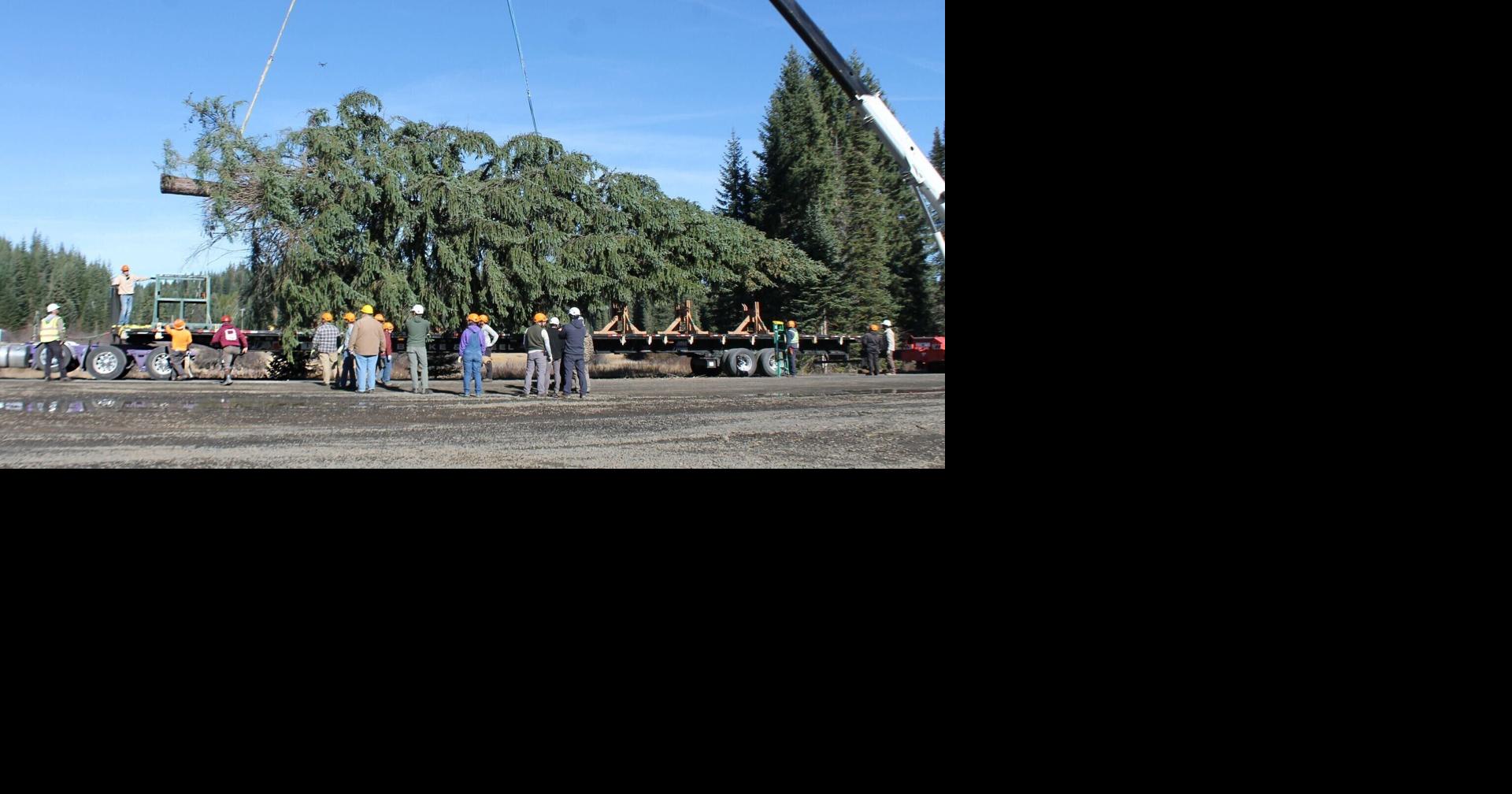 Capitol Christmas tree is harvested and readied for trip to Washington ...