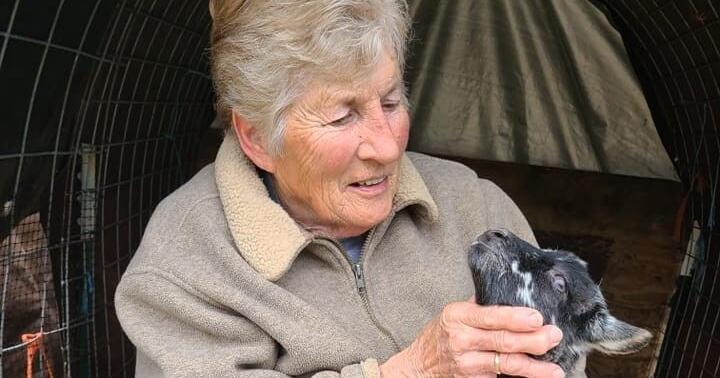 Harpster woman raises Gotland sheep, turns wool into art