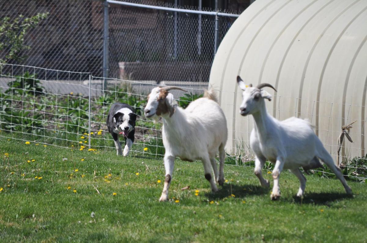 Ray Holes Teaches Spps Students About Stock Dogs School News Idahocountyfreepress Com