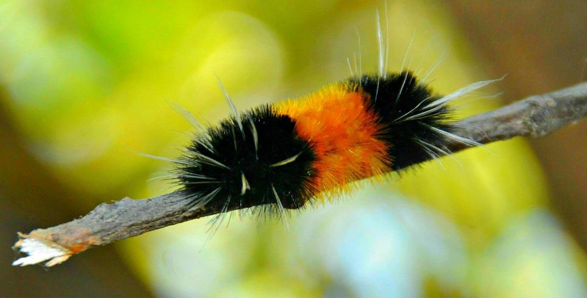 Farmers Almanac Folklore Said To Predict Winter Weather Farm