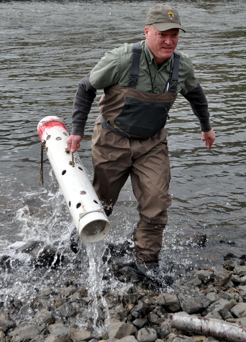 South Fork Clearwater Steelhead Collection For Brood Stock | News ...