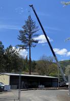 Tall crane makes short work of hazard trees