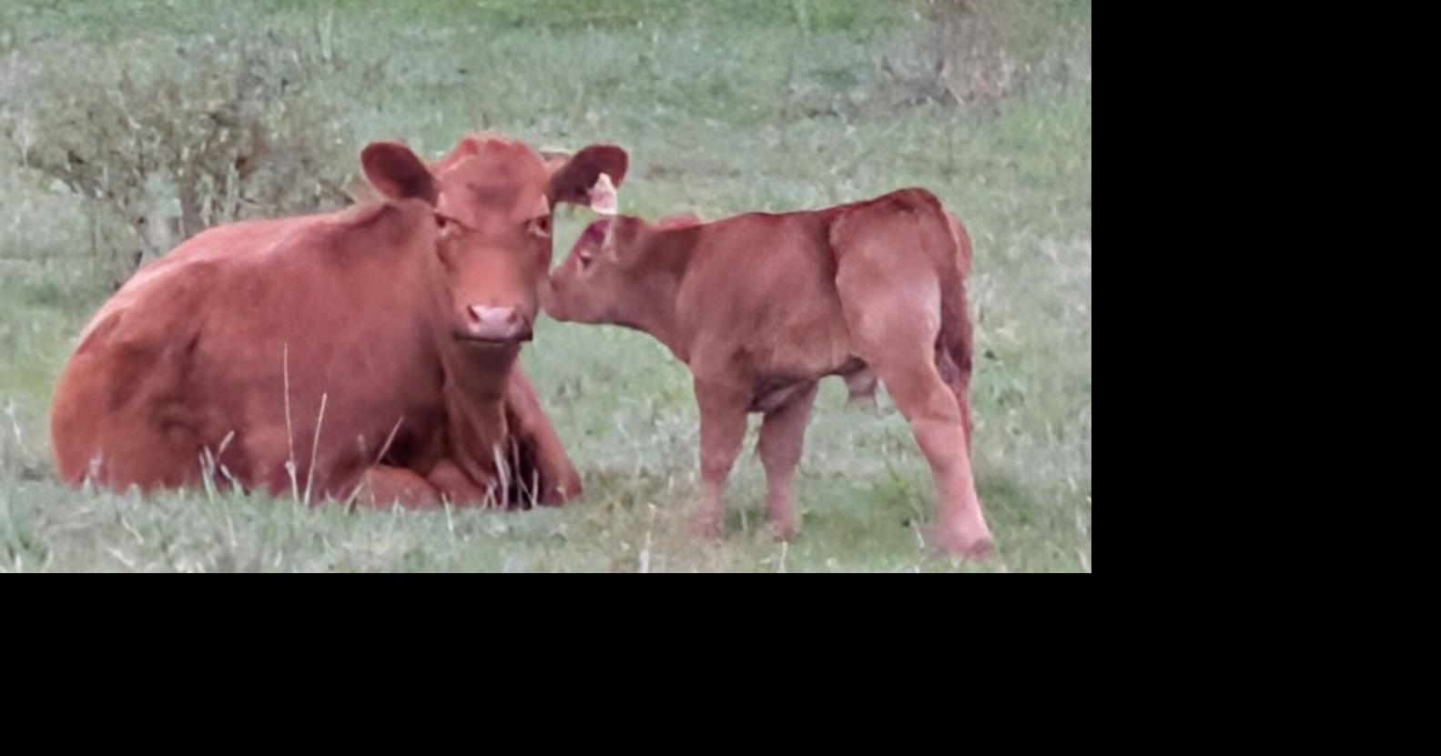 A cow and calf in a field in Harpster 2026 photo