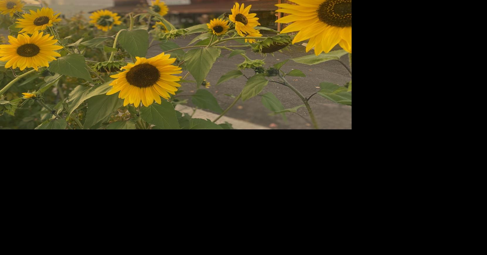 It's Your Business: Chamber membership meeting set for Nov. 12