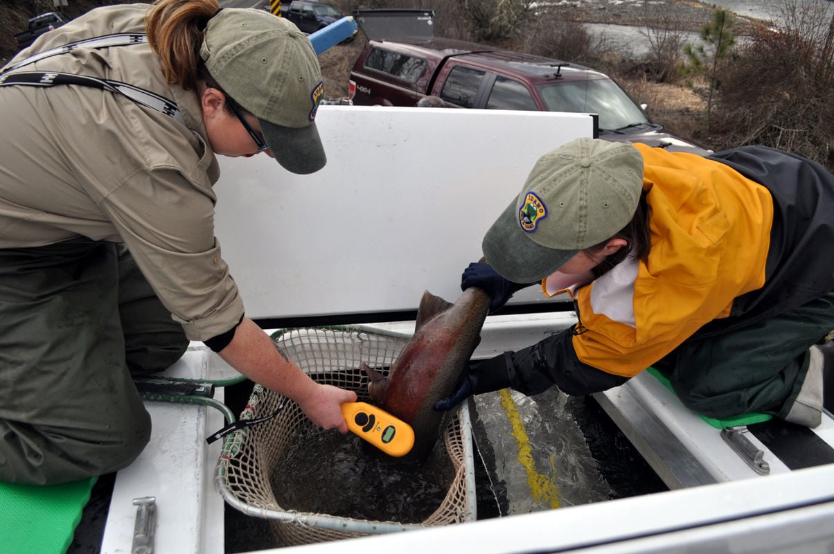 South Fork Clearwater Steelhead Collection For Brood Stock | News ...