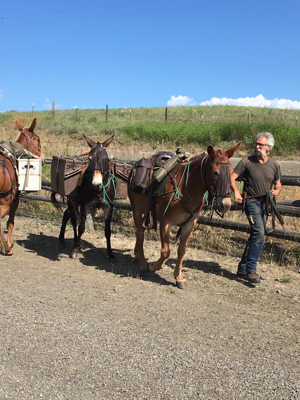 Brager, Resident Of France, Prepares His New Mules For Two-year Trip ...