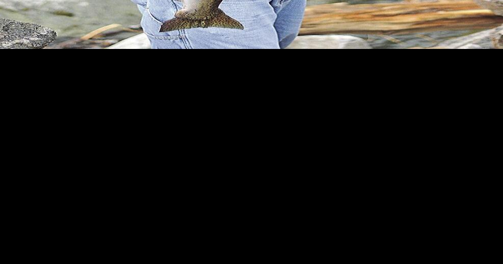 Accounting for hatchery salmon and steelhead with adipose fins