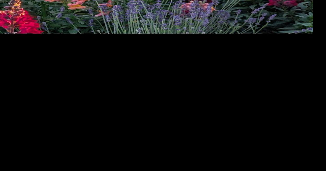 A rainbow of colors fills this Harpster Heights garden 2026 photo