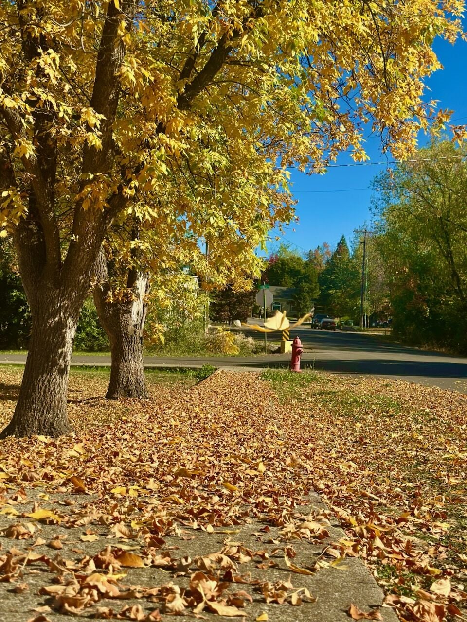 Fall colors brighten area’s autumn landscape | Community ...