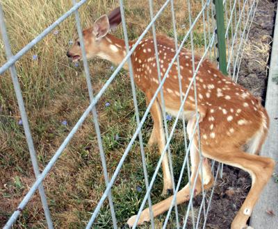 Caught Deer Freed From Fence In Clearwater Community Idahocountyfreepress Com