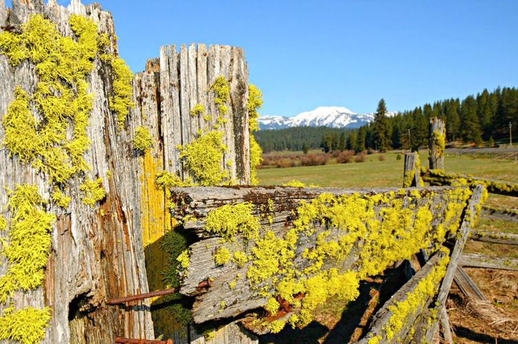 Idaho sees large inbound growth as state increases in popularity News