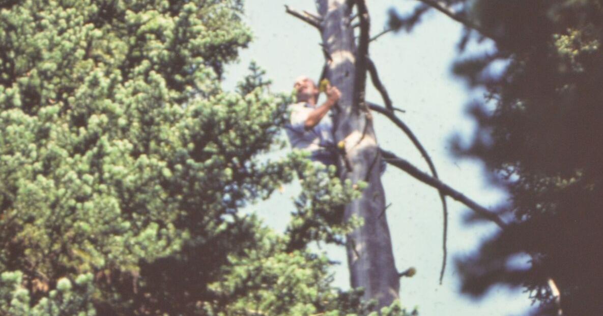 John Crawford in 1974, up a tree and fire spotting photo
