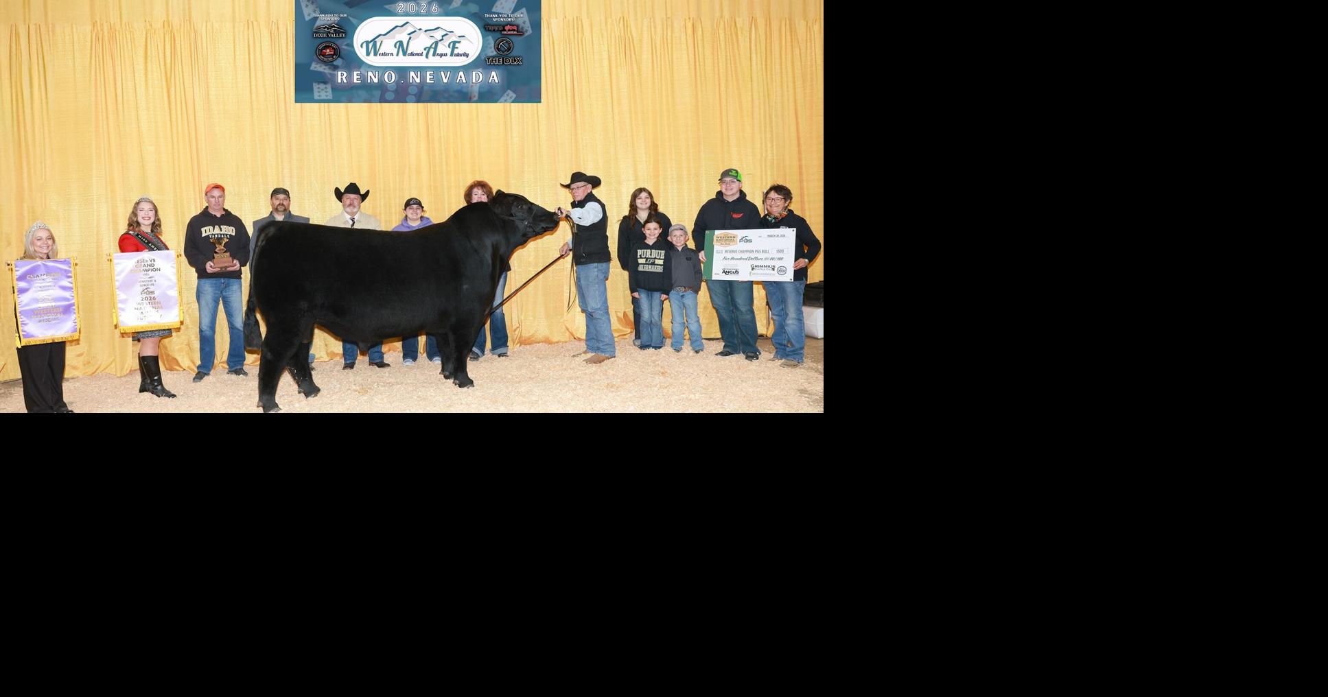 Reserve Grand Champion Bull At Reno Show | Agriculture ...