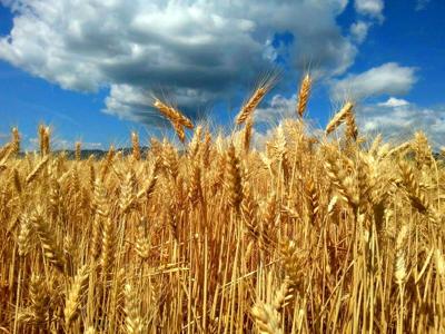 Even With Lower Hrw Outlook U S Wheat Production Called Up For