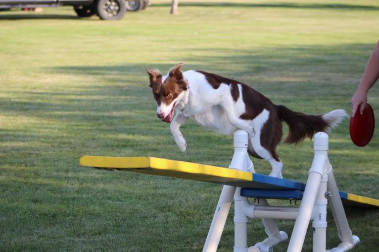 Dog agility demonstration at Idaho County Fair Cottonwood News