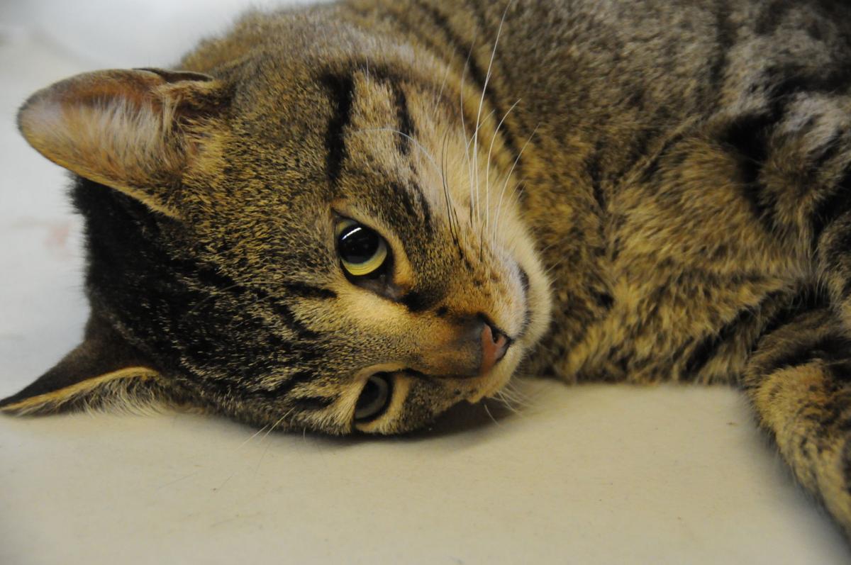 Arf Traps Feral Cats Treats 76 In Weekend Clinic Community
