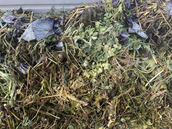 Garden Clippings: It’s time for garden cleanup | Local News ...