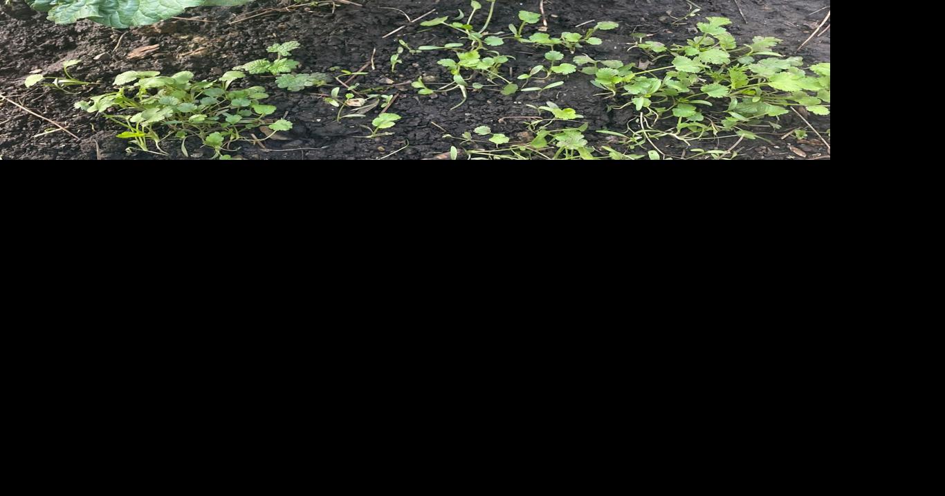 Garden Clippings: Companion planting for potatoes