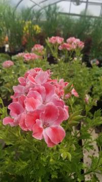 Flowers in a greenhouse