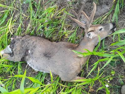 IDFG investigating Kamiah-area poaching