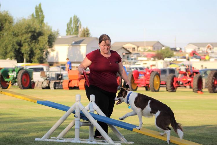 Dog agility demonstration at Idaho County Fair Cottonwood News