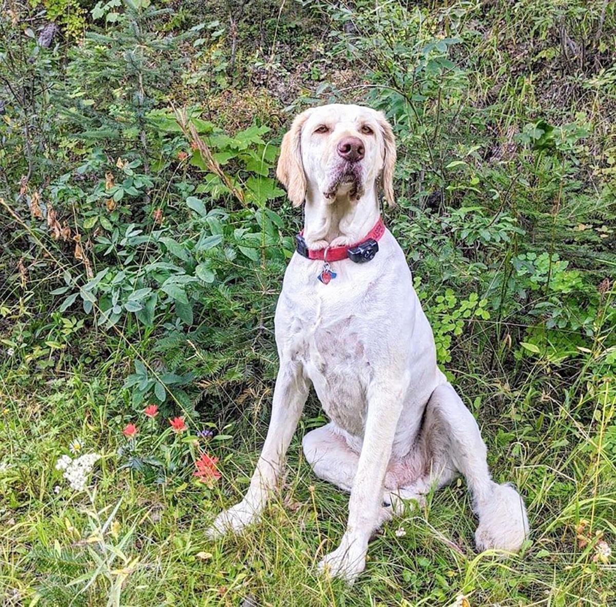 Jasper the Dog poses for ARF fundraising calendar Community