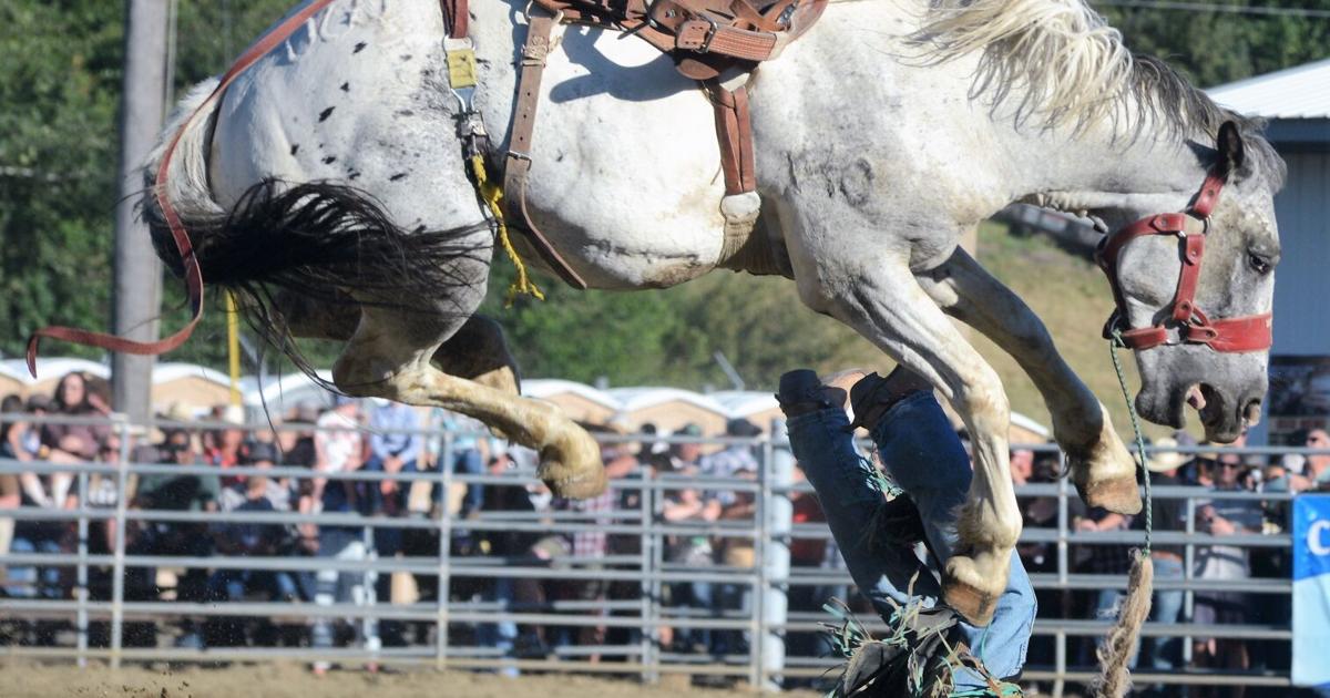 Border Days Rodeo Horses Hit Hard At Border Days Rodeo | Sports | idahocountyfreepress.com