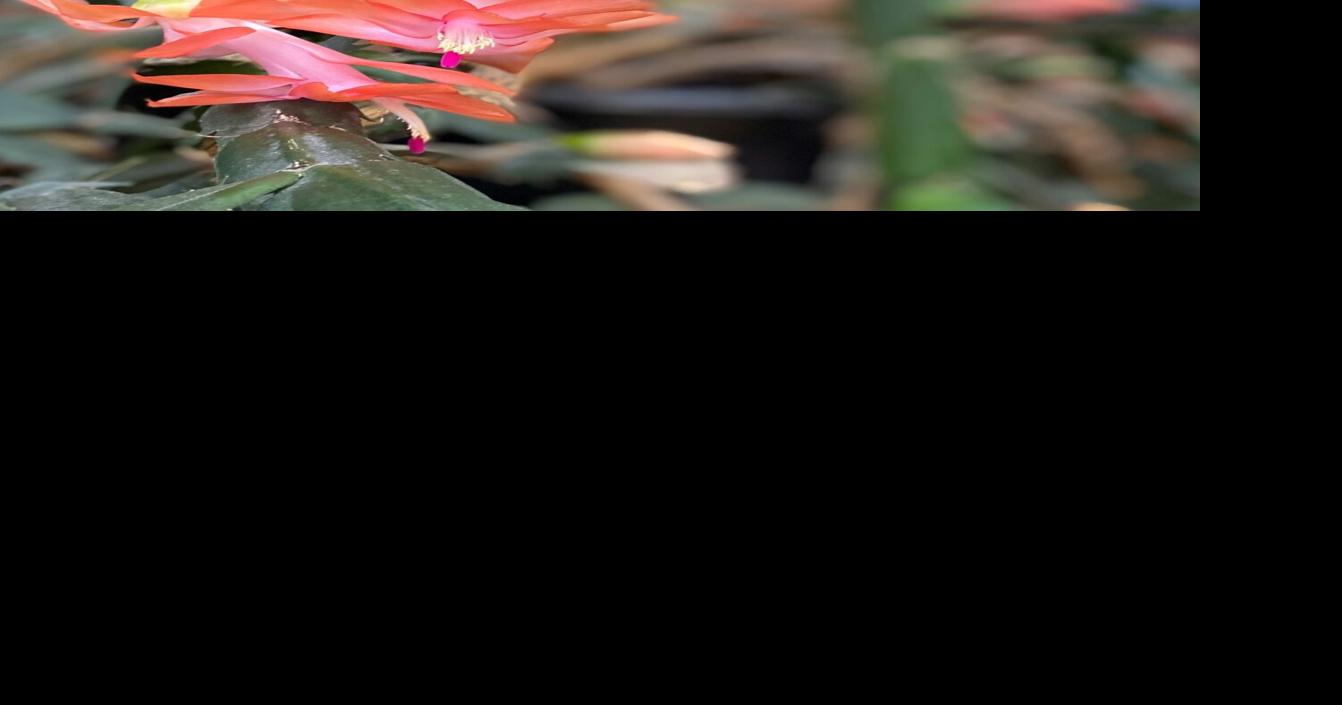 Cacti are a main attraction at Solberg Agency Business