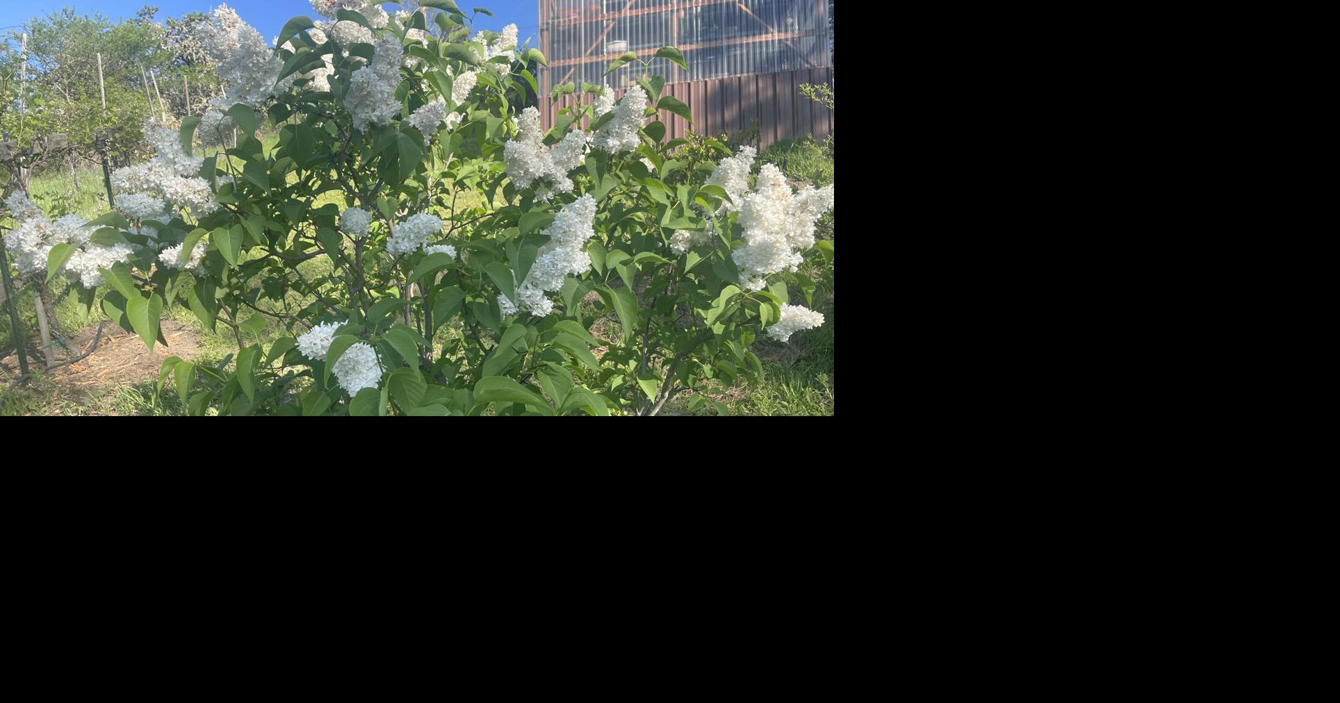 Garden Clippings: The lively history of the lilac (Syringa vulgaris)