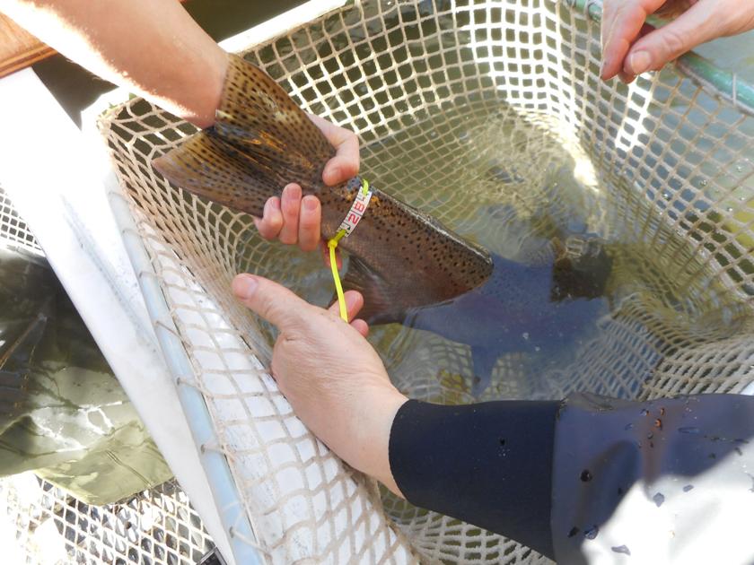 F G Extends 2020 Steelhead Bag Limits On Parts Of Snake Salmon Little Salmon Outdoors Idahocountyfreepress Com