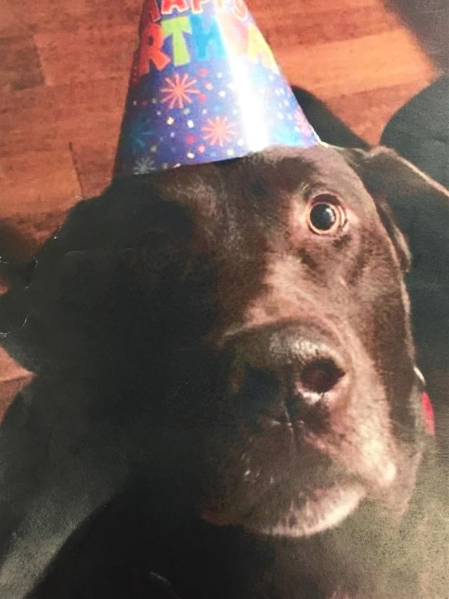 Justice For Mogley Attention To Animal Cruelty Law In Sentence News Idahocountyfreepress