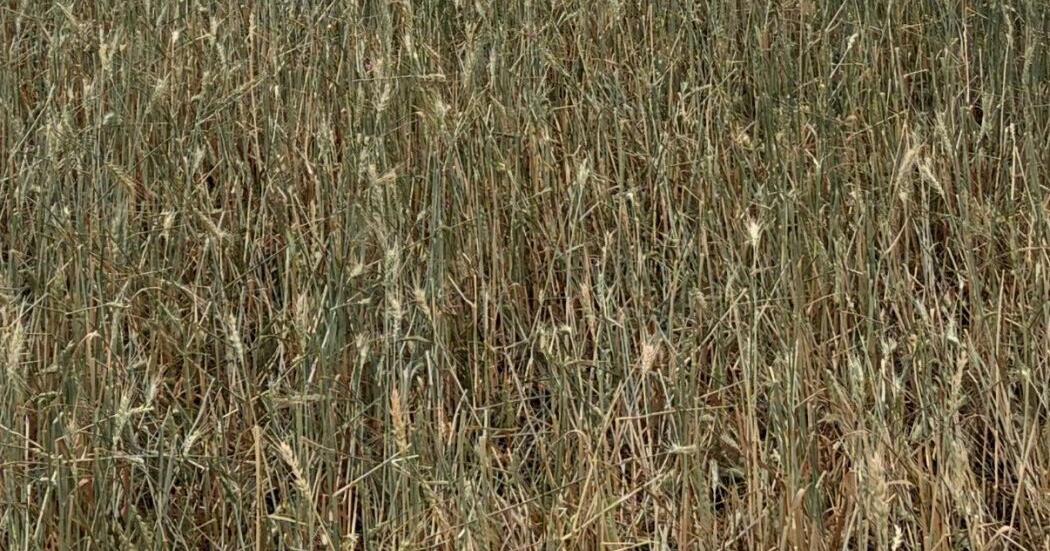 Hailstorm leaves significant crop damage on Camas Prairie; losses under assessment