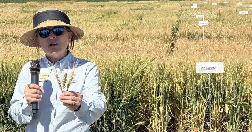 Idaho grain crops fare better than expected following harsh winter