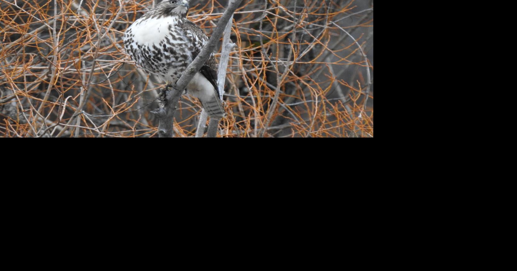 Clearwater Valley Bird Chatter: Head to the Camas Prairie for a fun ...