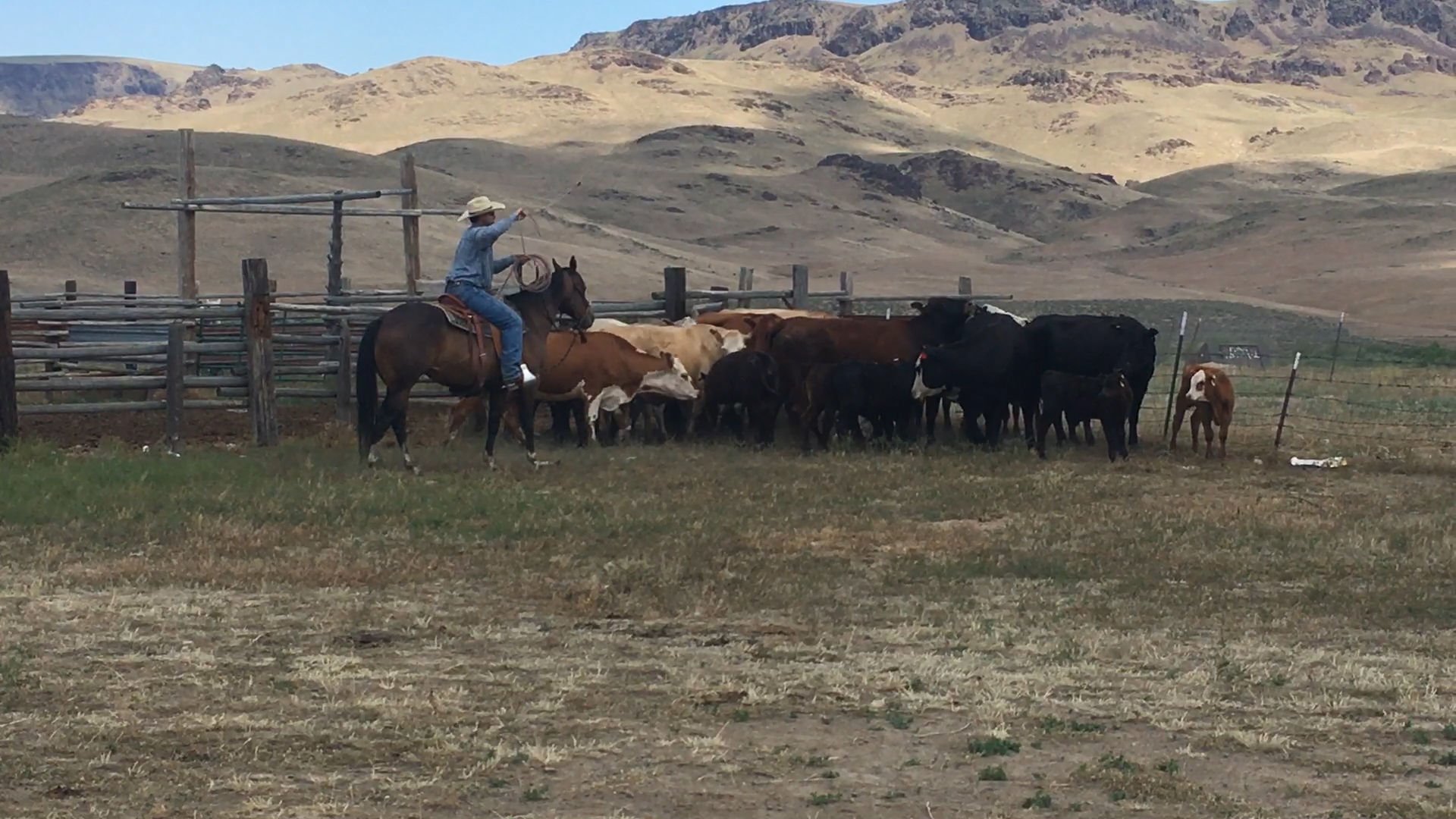 Settling The Debate – Calf Table Or Roping At Branding Time? | Farm-and ...