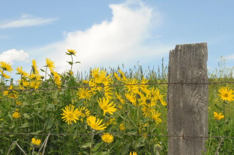 Don’t pick the wildflowers Special Sections