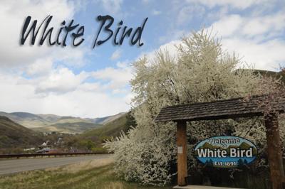 White Bird News standing