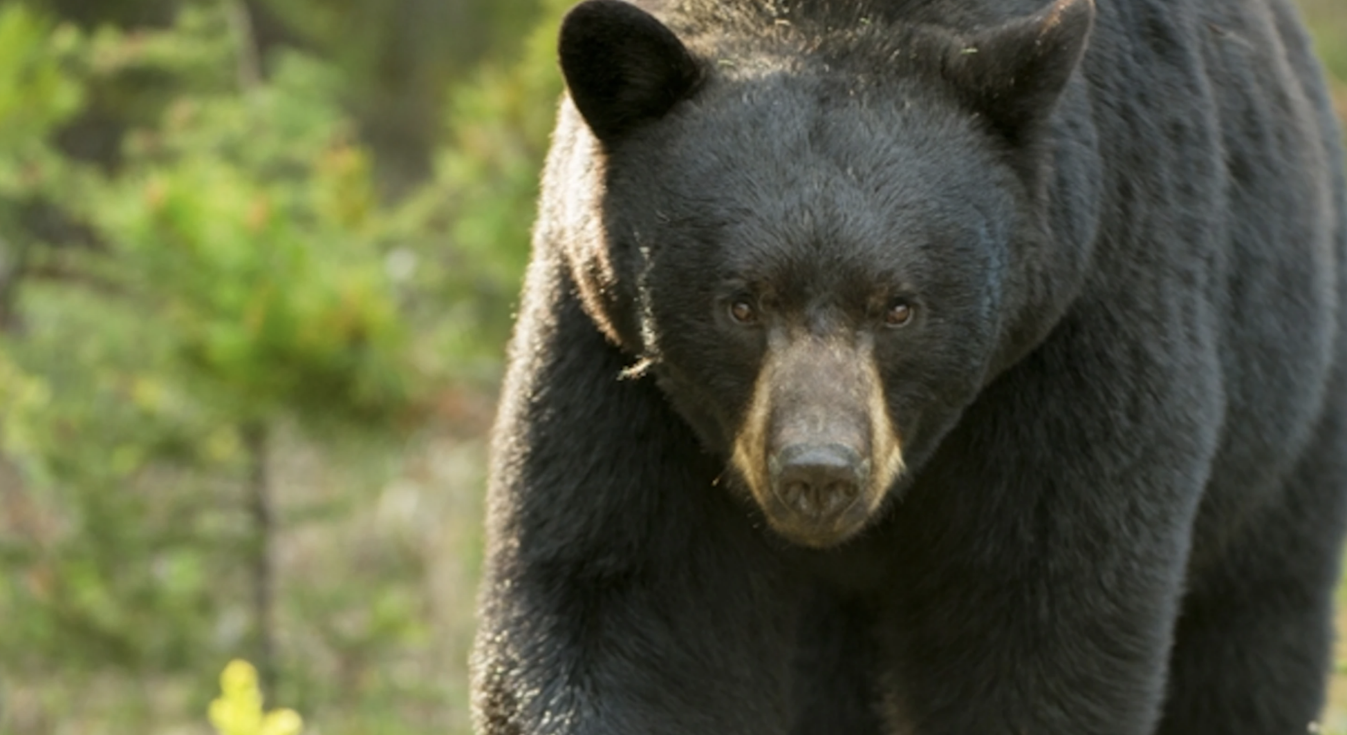 Woman Who Escaped Bear Attack In Leavenworth Punched Animal To Get Away ...