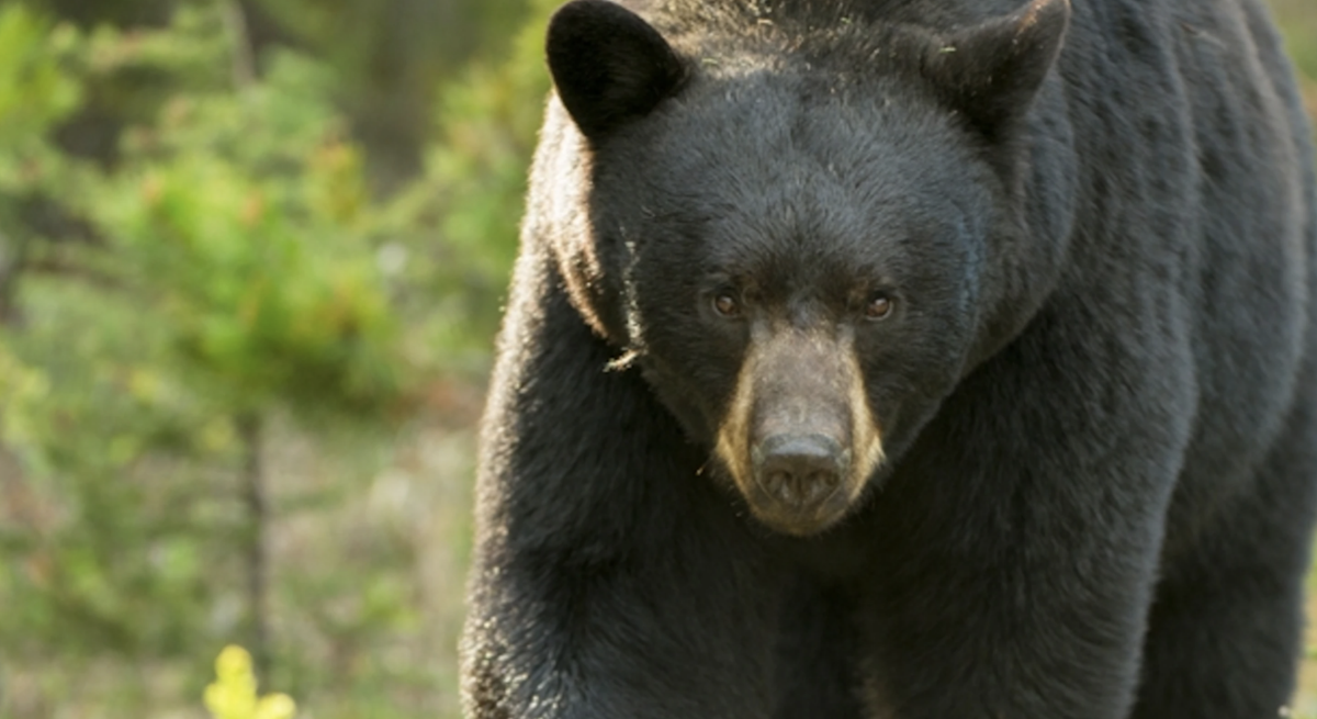 Sevierville Bear Attack: Authorities Release New Information - nvh21sm